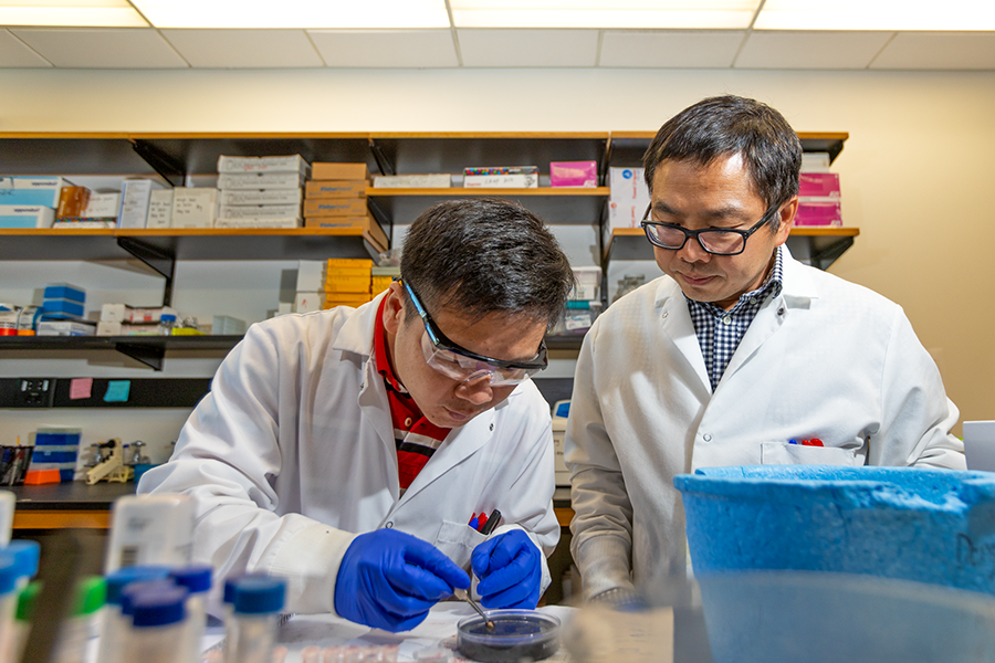 Two male scientists work in a lab. One is using forceps and other tools to move pieces of tissue onto a plate to be studied while the other supervises.