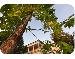 New Arsenal Oak with Payne Hall in background