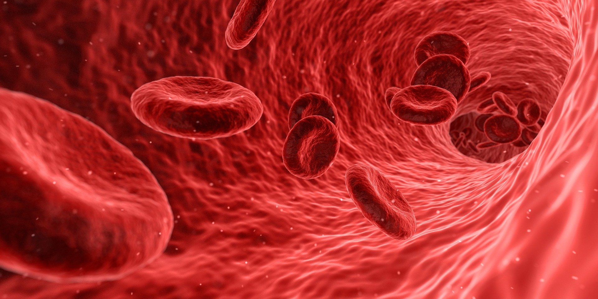 Blood flow showing red blood cells