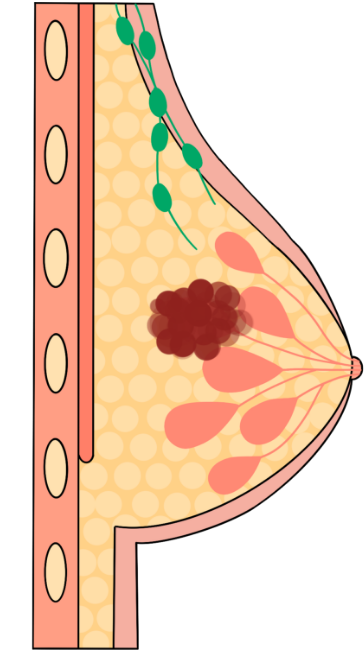 anatomy of breast