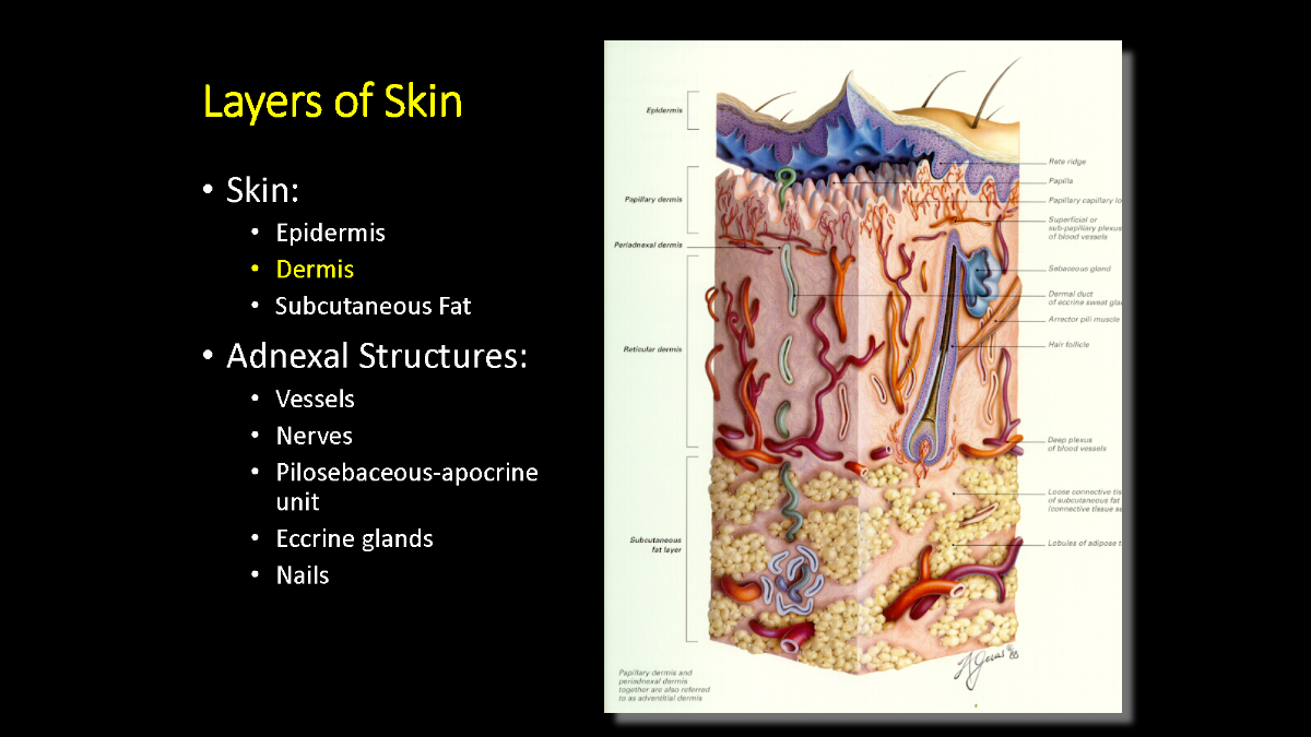 Structure and function of the skin