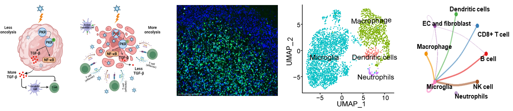 Dr. Bangxing Hong's research picture