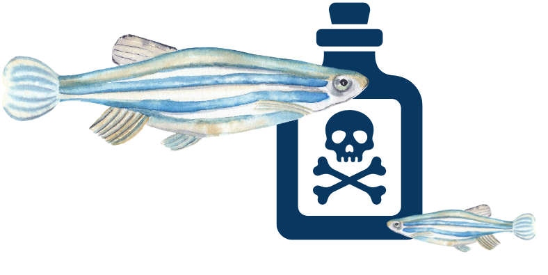 Graphic of zebrafishes with a toxic bottle with skull crossbones on it.