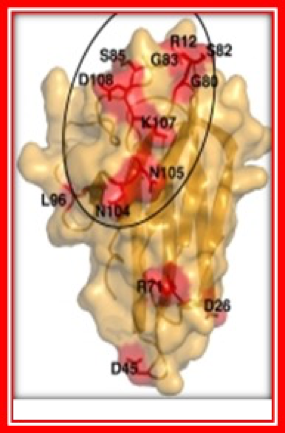 The Role of Indolamine-2,3 dioxegenase (IDO) in the suppression of Anti-tumor Immune Responses