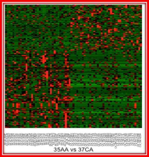 Mutational Analysis of Triple Negative Breast Cancers to Examine Racial Disparities in Outcomes