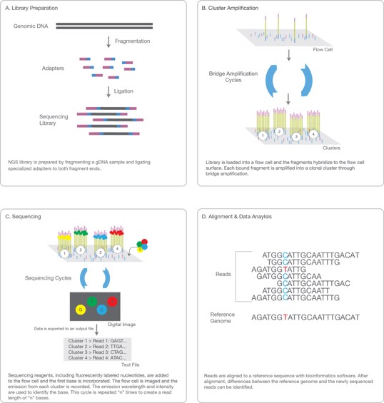 Slides displaying research using the illumina NovaSeq 6000 system