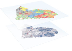 arial view of Visium whole transcirptome and visium spot clusters digital images