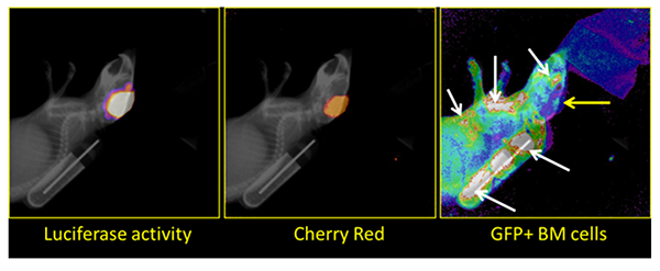 Bioluminescence Imaging