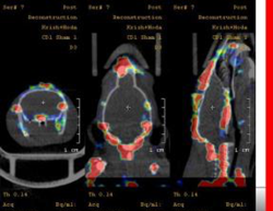 Tracking Macrophages in Sham