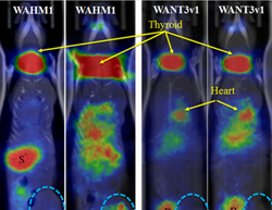 Tumor Seeking Peptides