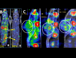 Whole Body Biodistribution and Tumor Uptake of Peptice