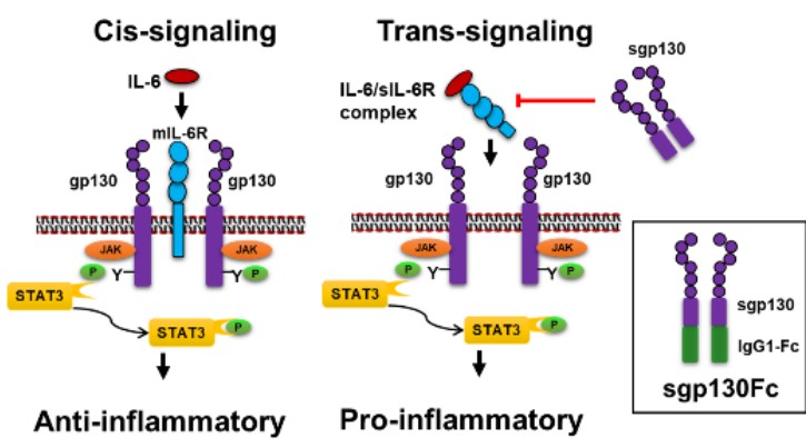 IL-6 signaling in DR IL-6 signaling in DR