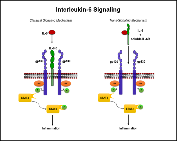 Project 1: IL-6 Signaling Mechanism