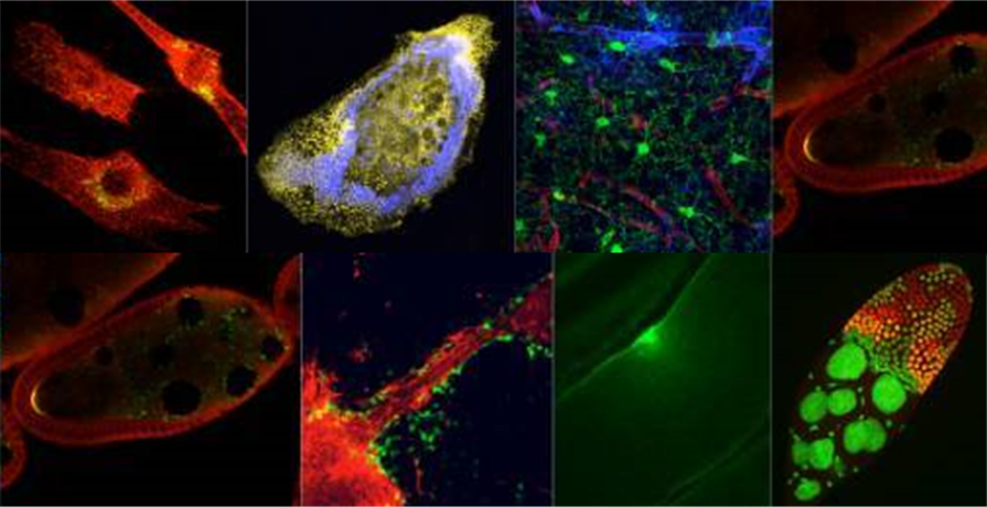 cell imaging core image