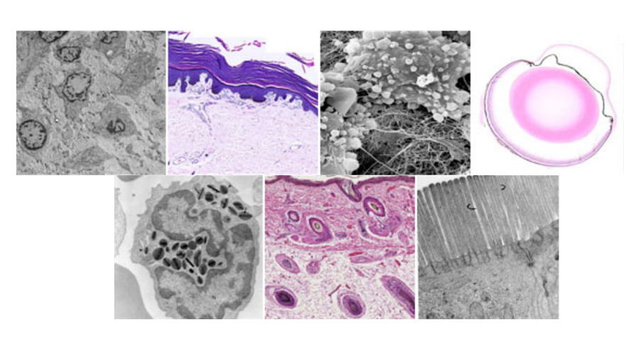 Electron Microscopy & Histology Core