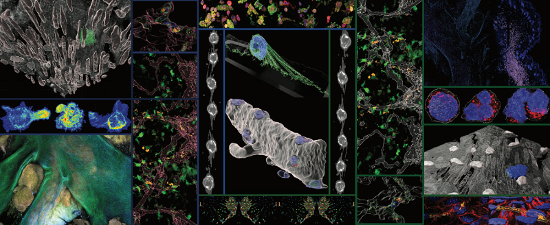 IMMCG cell images