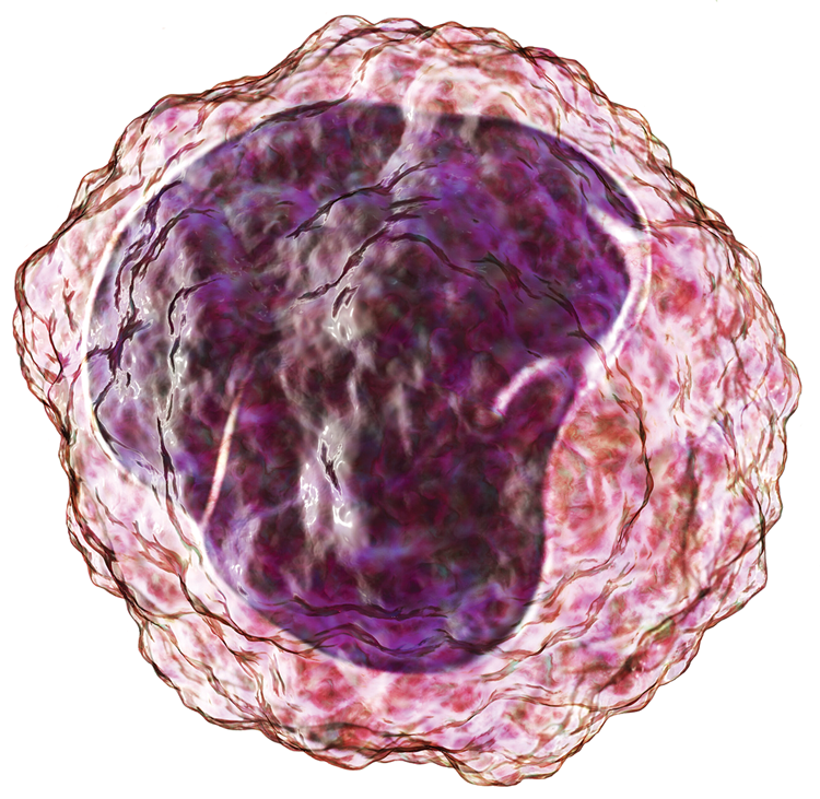 Monocyte