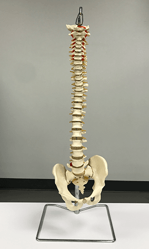 Spine with Attached Pelvis