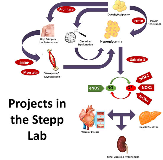 Stepp Lab