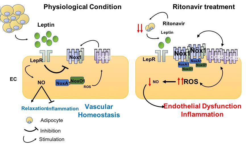 Schematic illustrating that leptin regulates endothelial function via reducing endothelial Nox1 and CCR5 expression.