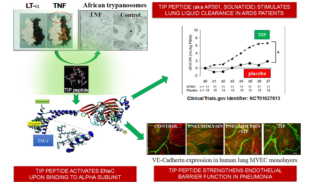 African trypanosomes