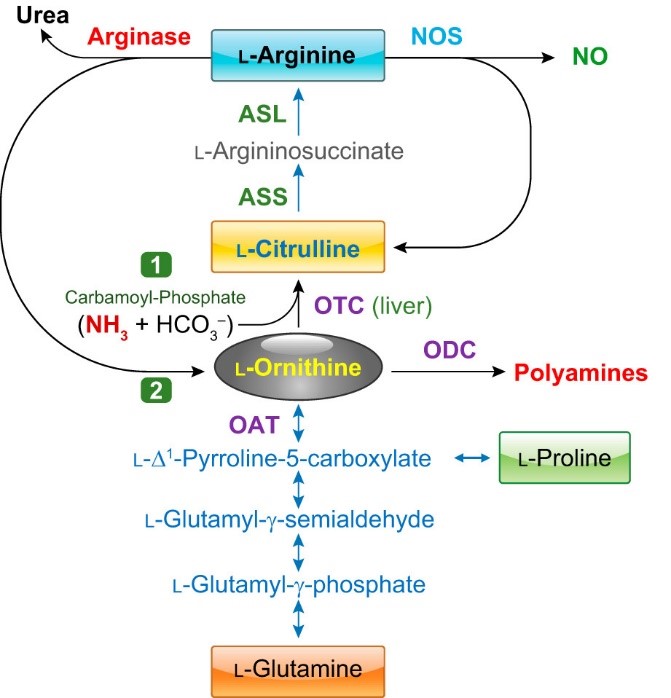 Arginase enzyme