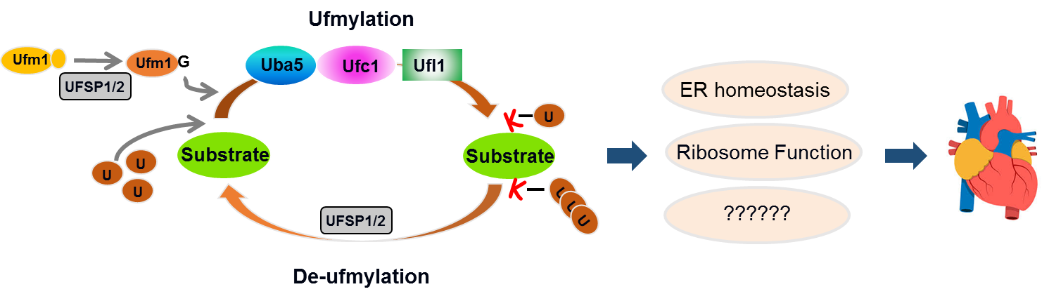 ufmylation