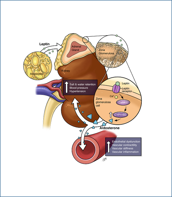 Schematic illustrating that leptin is a direct regulator of Aldosterone Synthase expression and aldosterone production.