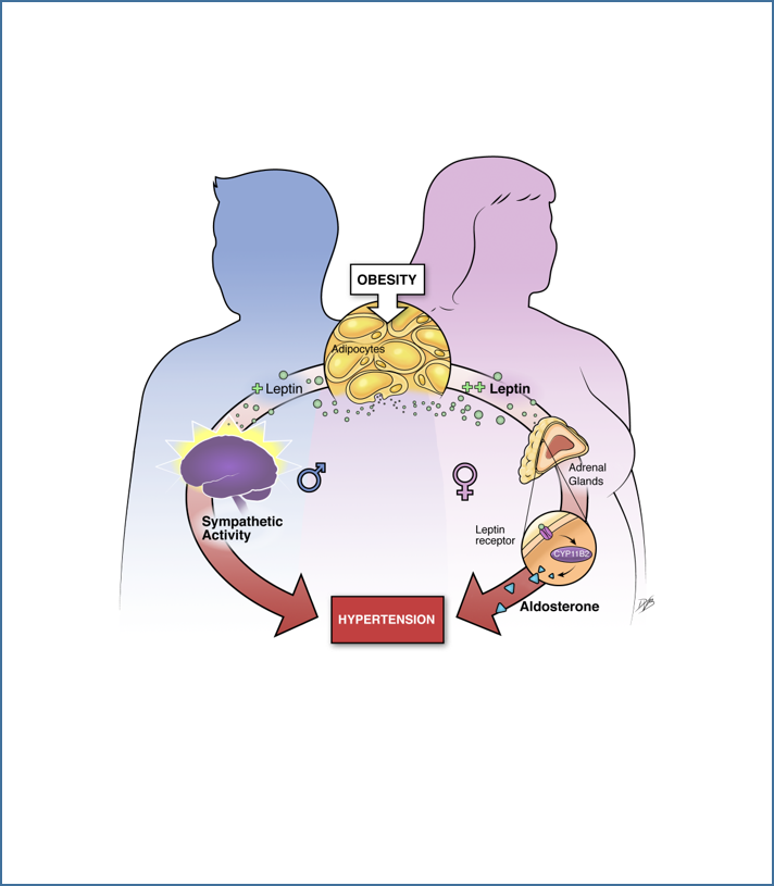 Schematic illustrating that obesity leads to hypertension via sex specific mechanisms: leptin-mediated sympatho-activation in males and leptin-mediated aldosterone production in females.