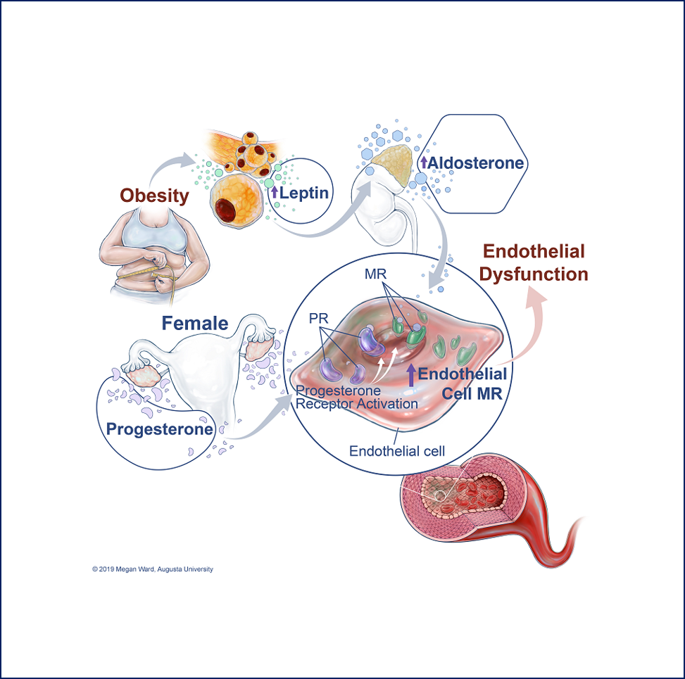 Schematic illustrating that progesterone regulates endothelial mineralocorticoid expression via activation of endothelial progesterone receptors and that this mechanism predisposes to obesity-associated endothelial dysfunction