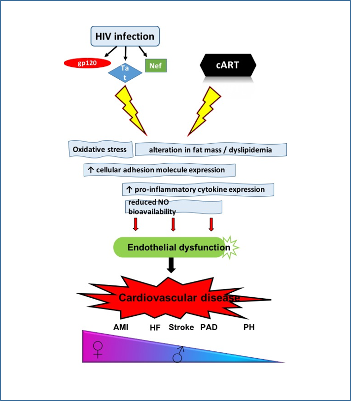 Schematic illustrating that HIV-derived proteins and combination antiretroviral therapy contributes to HIV-associated cardiovascular disease.