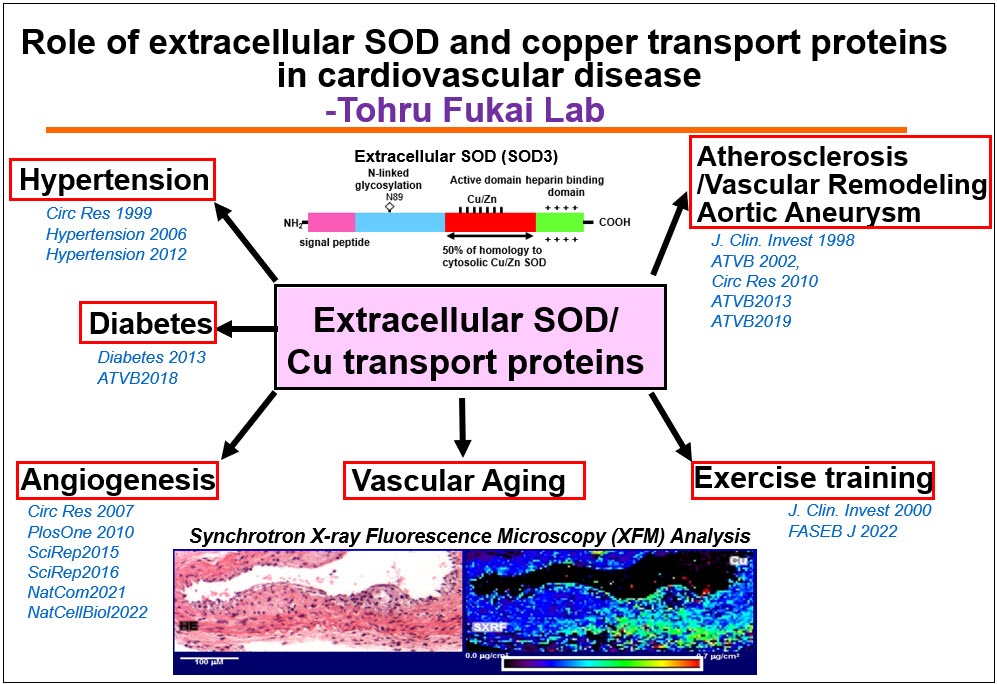 Role of extracellular SOD and copper transport proteins in cardiovascular disease in Tohru Fukai lab.