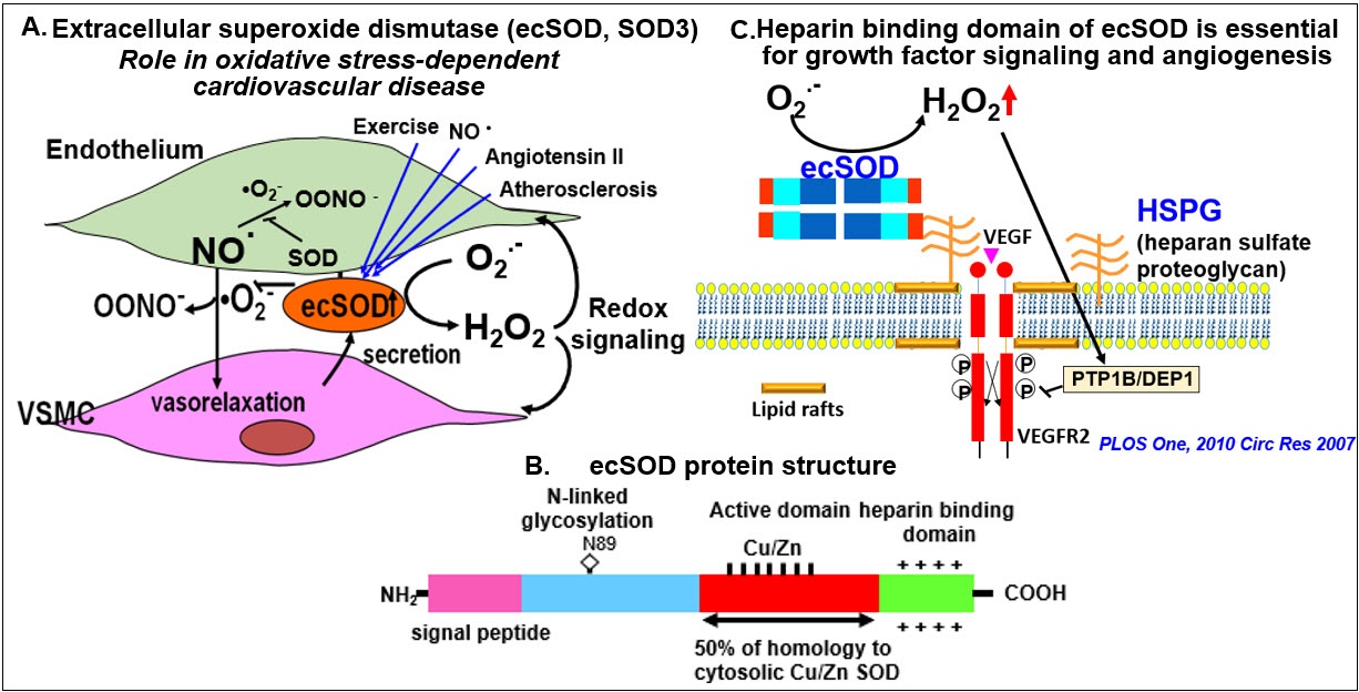 Extracellular Superoxide Dismutase (ecSOD, SOD3) and Cardiovascular disease - visual