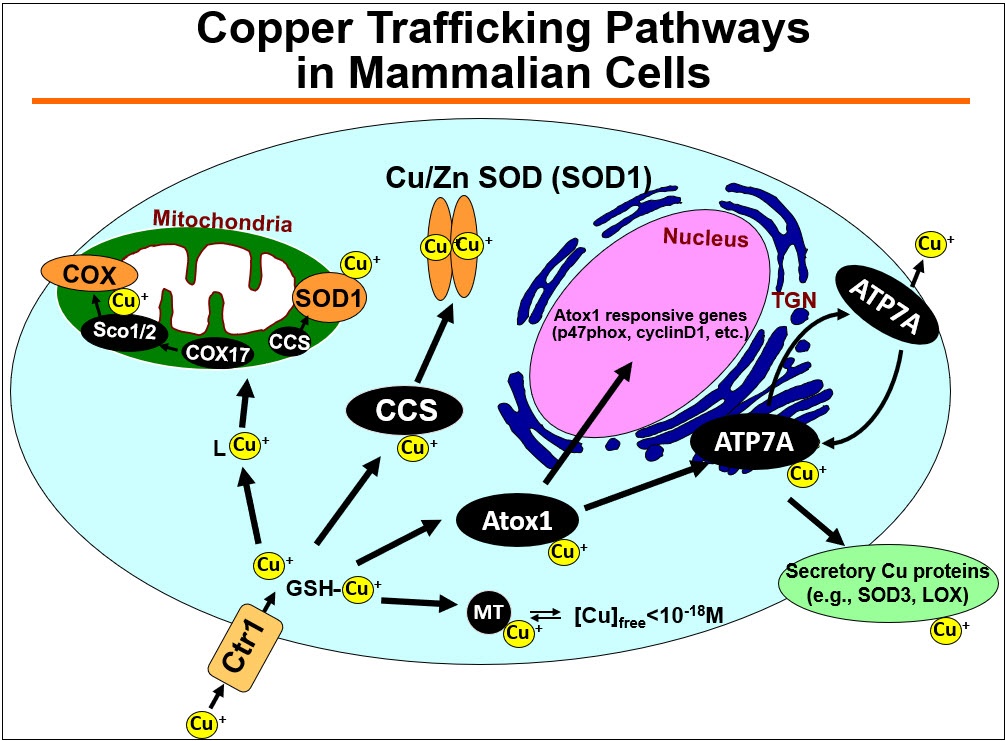 Cu transport proteins as key regulators of Cu containing enzymes (e.g. ecSOD, lysyl oxidase (LOX)) in cardiovascular disease visual