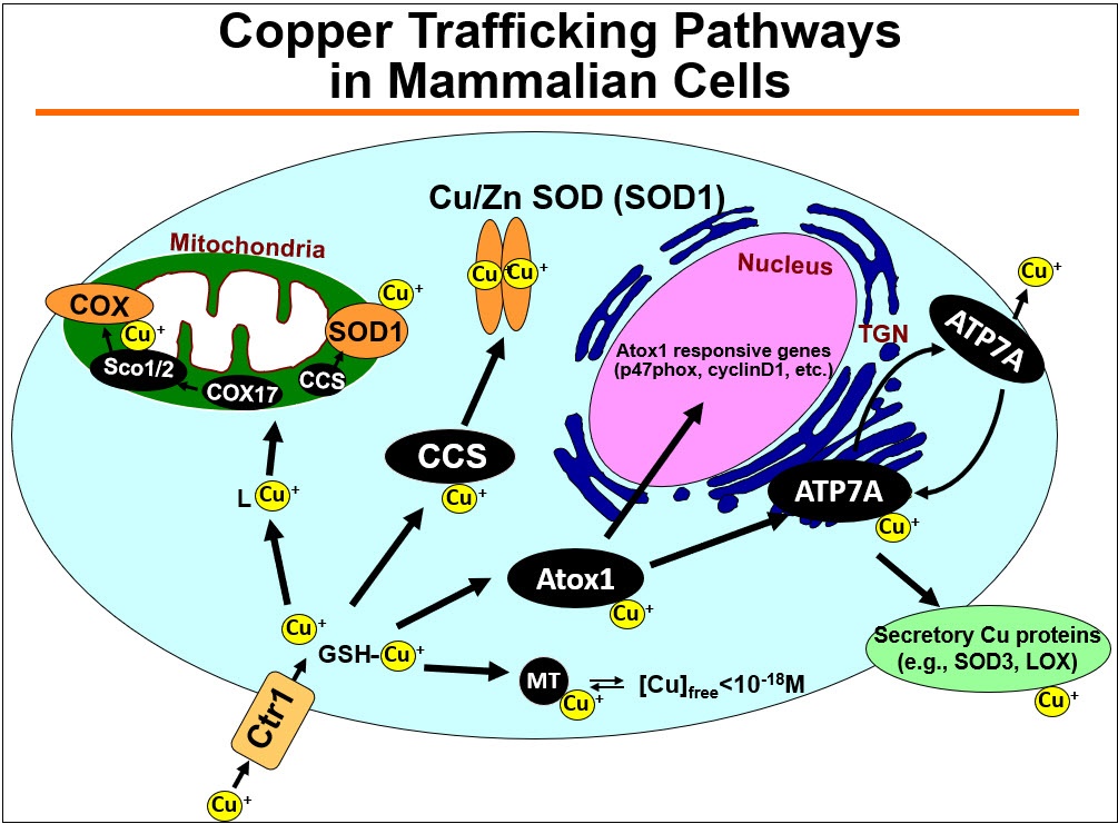 Cu transport proteins as key regulators of Cu containing enzymes (e.g. ecSOD, lysyl oxidase (LOX)) in cardiovascular disease visual