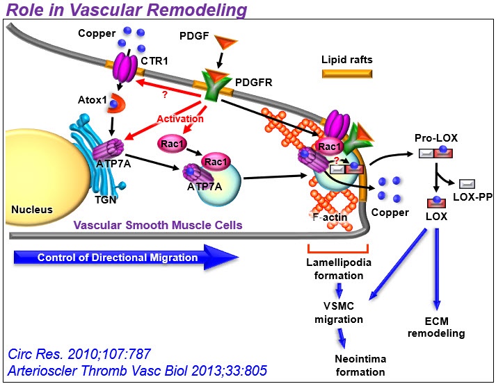 Role in Vascular Remodeling