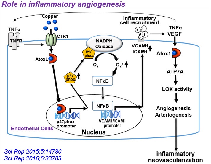Role in inflammatory angiogenesis- visual