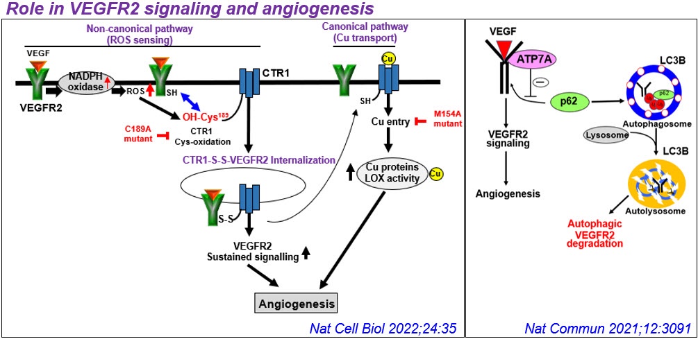 Role in VEGFR2 signaling and angiogenesis