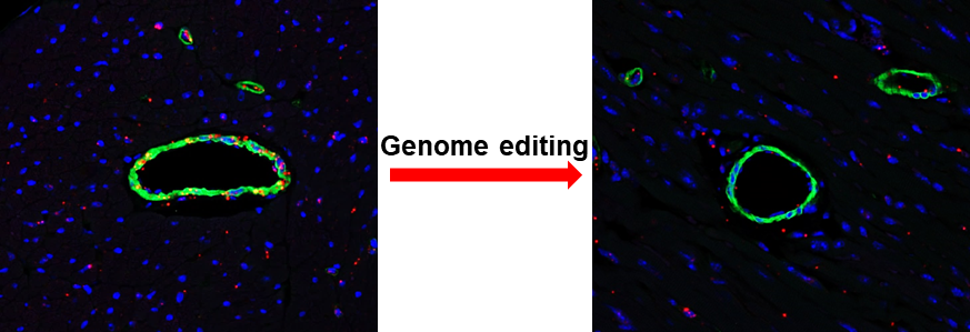 Tetraspanin and Integrin signaling in vascular smooth muscle phenotypic modulation and vascular remodeling 