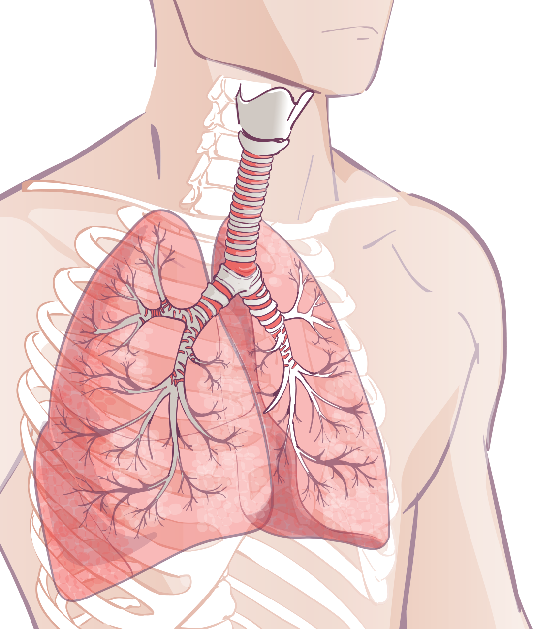 Pulmonary Impact of PBK