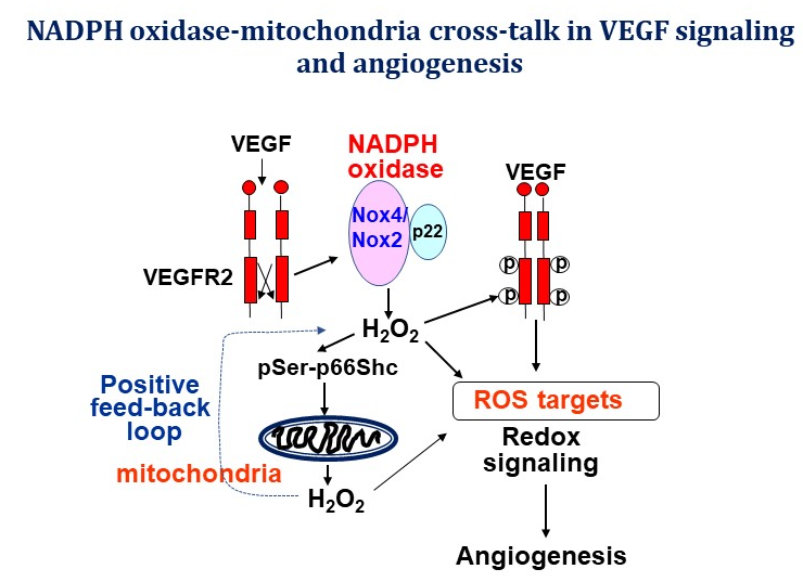 NADPH oxidase-mitochondria cross-talk in VEGF signlaing and angiogenesis