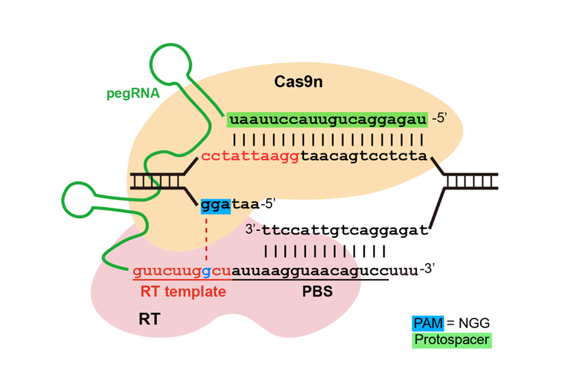 Cas9n, pegRNA, RT template artistic rendering