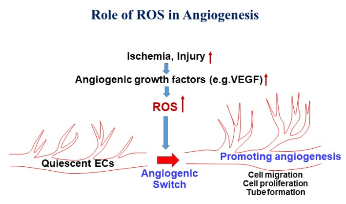 Role of ROS in Angiogenesis picture