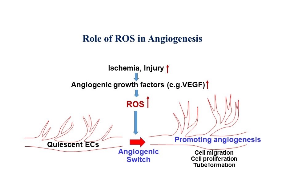 Role of ROS in Angiogenesis. Ichemica, injury up to Anglogenic growth factors (e.g. VEGF) up to ROS up. Quiscent ECs to Angiogenic Switch to Promoting Angiogenesis (cell migration, cell proliferation, tube formation)