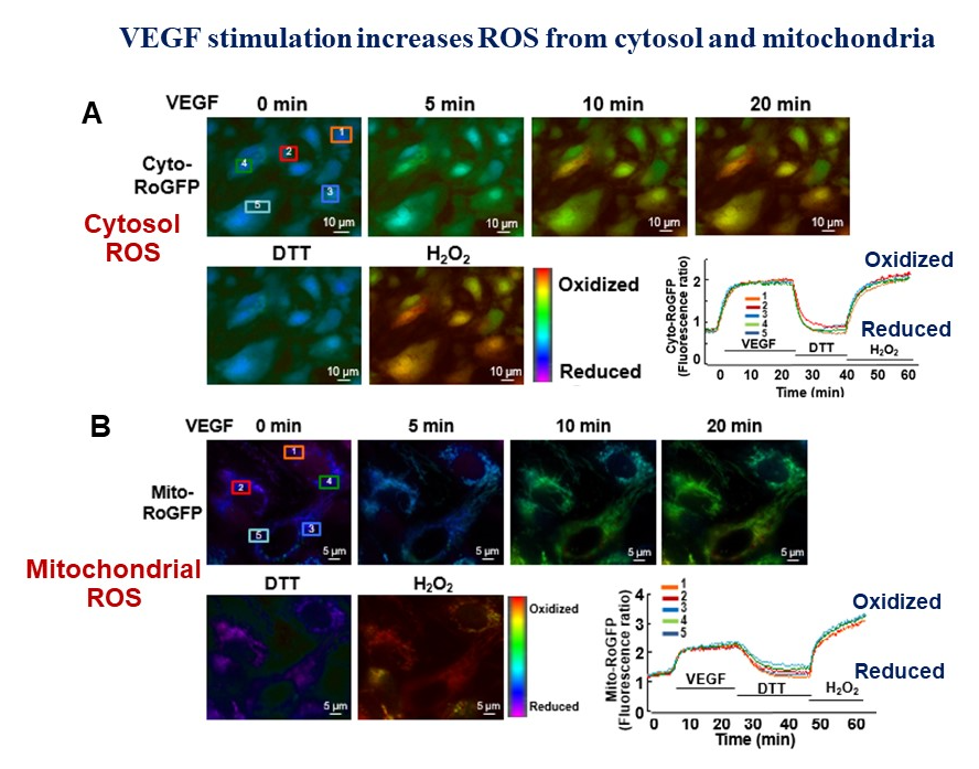 VEGF stimulation increases ROS from cytosol and mitrochondria image