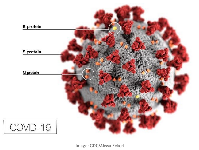 Artwork: The Covid-19 virus by alissa Eckert and Dan Higgins.