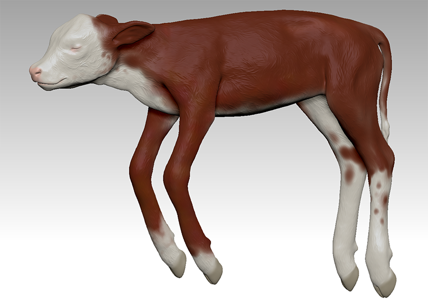 Art: Fetal Calf