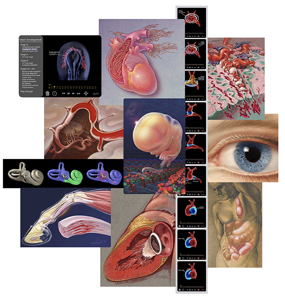 Composite artwork of various medical illustrations created by students and faculty in the Medical Illustration Graduate Program at AU.