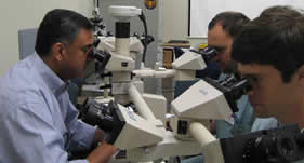 using microscope