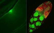 cell image body in cic